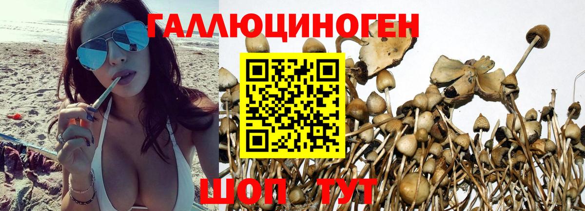 Галлюциногенные грибы Psilocybe Отрадное